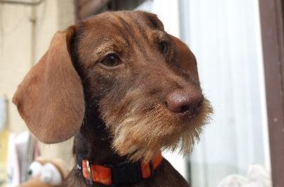 Bassotto pelo ruvido cioccolato image by Emanuela Frasca from Fotolia.com Wire-haired wiener dogs have thick, water-resistant coats.