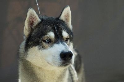 Portrait of siberian husky dog image by rgbspace from Fotolia.com I'm the one from Russia.
