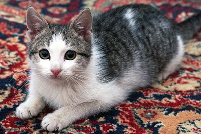 cat 2 image by Dragan Saponjic from Fotolia.com Routine veterinarian visits are necessary to prevent and treat feline illnesses.