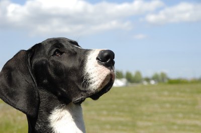 How To Potty Train Great Danes Pets