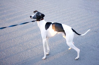 cute puppy dog doggy cutie image by alma_sacra from Fotolia.com Fuss? Waddaya mean, fuss?