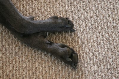 grey dog feet image by Paul Retherford from Fotolia.com Clean paws lead to a clean floor.