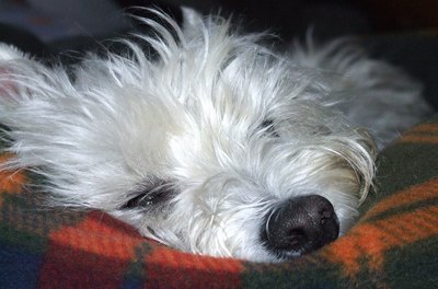 westie in bed image by Alan James from Fotolia.com Your dog spends much of her time napping during the day.