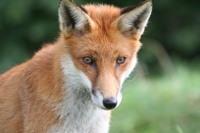 Red Fox image by Steve Mutch from Fotolia.com Foxes may be a source of mites in dogs.
