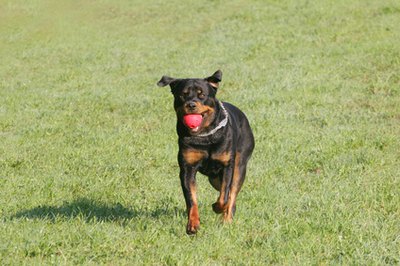 Rottweiler image by Stana from Fotolia.com Happy family dog or vicious beast?