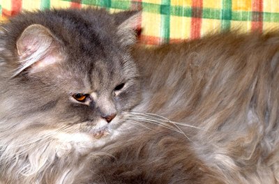 persian cat image by FotoWorx from Fotolia.com The Persian cat is the King of Fluff.