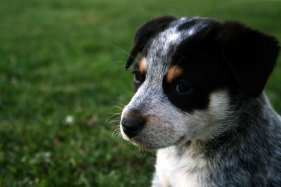 Heeler Pup image by Lee O'Dell from Fotolia.com It can take as little as two days for a pup to adjust to his new home.