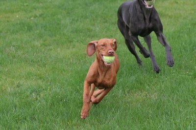 vizsla and weimeraner playing image by Paul Retherford from Fotolia.com Play time doesn't need to mean rough housing.