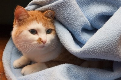 le chat et la couverture 01 image by Luc PATUREAU from Fotolia.com Soiled linens are replaced during kennel cleaning.