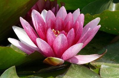 water-lily image by sklyarova from Fotolia.com A water lily adds color and oxygen to your betta tank.