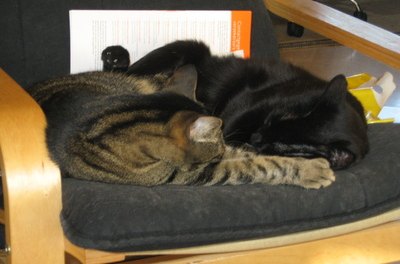 two cats on chair image by MasterAdrian from Fotolia.com With the right introduction, your two cats might become best friends.