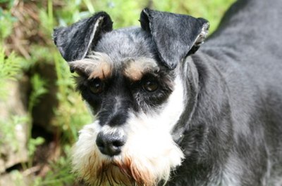 miniature schnauzer image by Alison Bowden from Fotolia.com This schnauzer is of the miniature persuasion.