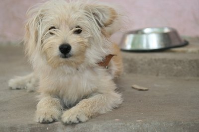 A Lhasa Apso dog image by Florussel Sathya from Fotolia.com I'm predisposed to terminal cuteness.