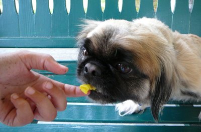 Feeding Frosting to the Dog image by Kalani from Fotolia.com If you feed too many treats, your dog might not eat her dinner.