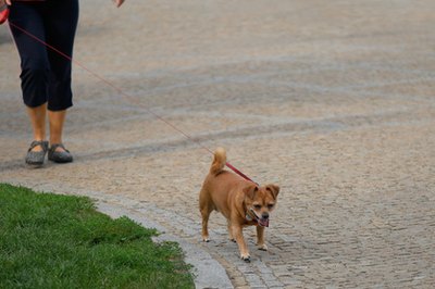 Photo of not purebred dog on walk. image by Rey Kamensky from Fotolia.com Retractable leashes are nice, but they're usually not safe.