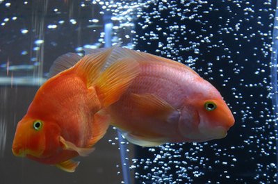 aquarian fish image by Vonora from Fotolia.com Air stones emit bubbles into an aquarium for water aeration.