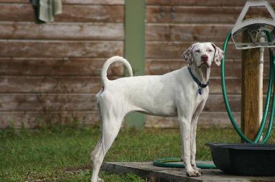 Barn dog image by cynthia skaar from Fotolia.com Concrete or paved surfaces are best for outdoor baths.