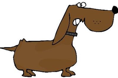 Feisty Dachshund image by caraman from Fotolia.com Male dachshunds are calmer when their sexual abilities are eliminated.