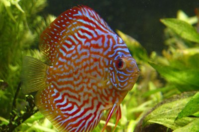 discus image by Henryk Olszewski from Fotolia.com Discus fish are cichlids that feed their young body slime.