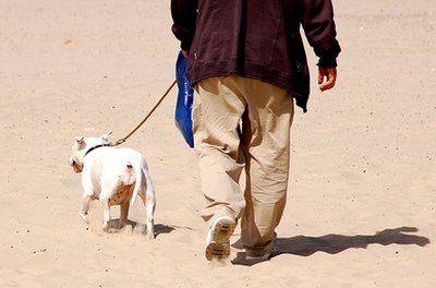 bulldog beach. image by JulianMay.co.uk from Fotolia.com English bulldogs form strong bonds with their owners and make great family pets.