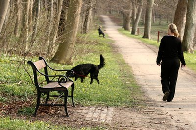 walking the dog image by jeancliclac from Fotolia.com Walk your older pup around his new neighborhood.