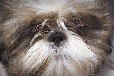 puppy image by Mat Hayward from Fotolia.com A Tzu with a tooth root abscess is in pain.