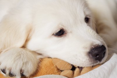 Sad retriever puppy image by Yulia Podlesnova from Fotolia.com A constipated puppy likely has a tummy ache.