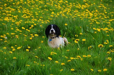 english springer spaniel image by Jeff Dalton from Fotolia.com There are a number of heartfelt ways to celebrate a dog's memory.