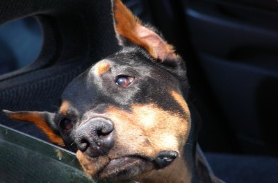 patience image by John Sfondilias from Fotolia.com Most dogs enjoy car rides if trained correctly.