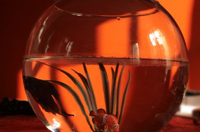 Aquarium fin d'été image by Satasy from Fotolia.com Once your baby bettas reach a certain size they should be separated into individual bowls.