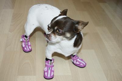 chihuahua image by jonnysek from Fotolia.com Get your Chihuahua used to wearing booties before his walk.