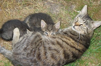 cat breastfeeding kittens image by Ashley Djuricin from Fotolia.com Kittens can pick up some types of worms from their mother.