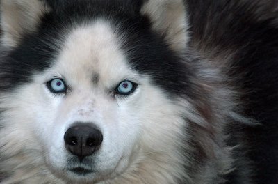 logan image by bérangère TOUCHE from Fotolia.com A husky's fluffy fur helps regulate its body temperature.
