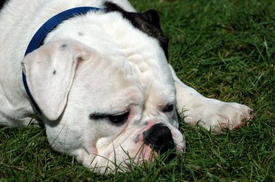 grumpy image by Harvey Hudson from Fotolia.com Keep me out of the heat, I don't pant well.
