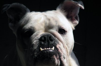 bulldog english teeth wrinkles wrinkle lose skin cats care require cleansing infections avoid daily dog problems pets fotolia