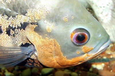 Oscar image by Nkostadinn from Fotolia.com Oscars are freshwater dwellers originating from the warm waters of South America.