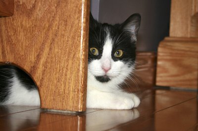 black and white cat hiding image by Angie Chauvin from Fotolia.com Cats feel less vulnerable in the space under the bed.