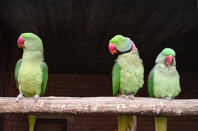 parrots image by KtD from Fotolia.com Ringnecks are intelligent birds that can learn up to 250 words.