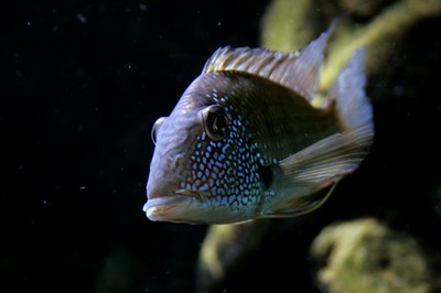 single cichlid image by Lucid_Exposure from Fotolia.com Some cichlids are sensitive to changes in water chemistry, so be careful when introducing them into the new tank.