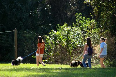 dog walkers image by Pix by Marti from Fotolia.com The ratio of sitter to dog can affect the price.