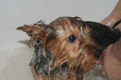 SONY DSC image by gierczak2007 from Fotolia.com Sensitive skin shampoos have ingredients to keep doggy itch-free between baths.