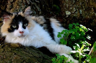Cotton image by carroll2199 from Fotolia.com Almost all calico cats are female.