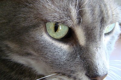 House Cat image by phizics from Fotolia.com Face-rubbing is friendly marking behavior.