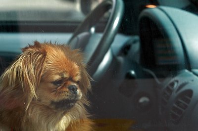 left alone image by Aleksander from Fotolia.com Moving companies will not transport pets from state to state.