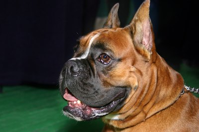 dog - boxer image by Vasiliy Koval from Fotolia.com The boxer is prone to a variety of stomach ailments.