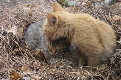 3 kittens, one of them lickes other image by Olga Bazyuk from Fotolia.com Kittens frequently lick each other and their owners.