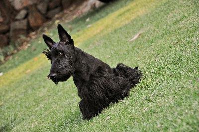 Scottish Terrier image by SMITH from Fotolia.com You can blow-dry your Scottie before letting him outdoors.