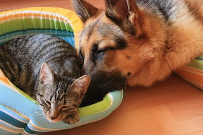Chien et Chat image by Martin MACCHINI from Fotolia.com Feeding your pets brewer's yeast and garlic can be effective for repelling fleas.
