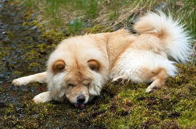 Tired chow-chow dog to drink from small creek image by Maxim Petrichuk from Fotolia.com Humans earn the loyalty of a Chow Chow by being firm and consistent in their approach to the dog's behavior.