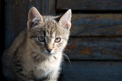 How To Remove Cat Urine In A Carpet By Steam Cleaning Pets